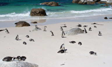 south africa tour | güney afrika turu almanya, avusturya, hollanda