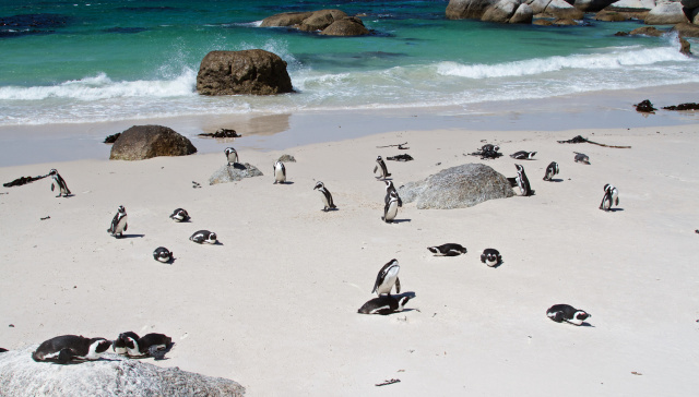 south africa tour | güney afrika turu almanya, avusturya, hollanda