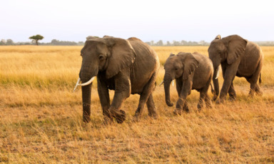 safari in kenya