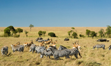 safari in kenya