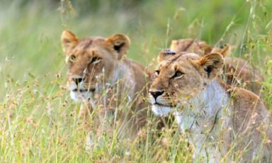 safari in kenya