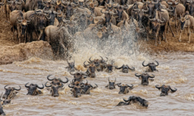 safari in kenya